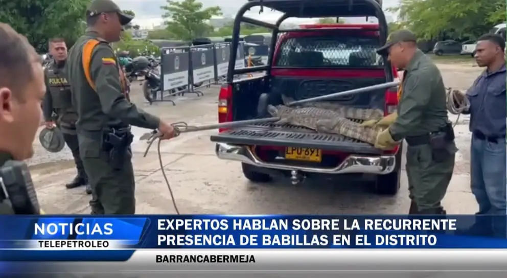Avistamientos de Babillas