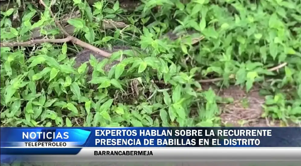 babillas en espacios públicos