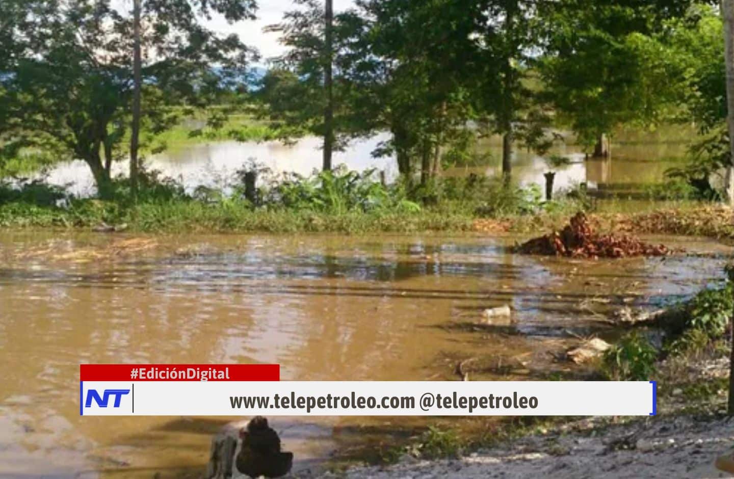 Inundaciones en Sabana de Torres, lluvias en Santander, daños en cultivos, emergencia en Sabana de Torres, ganadería afectada en Sabana de Torres, inundaciones en fincas de Santander, ayuda humanitaria por lluvias, pérdida de cultivos en Santander, riesgo de inundaciones en Santander, desbordamiento en Sabana de Torres.