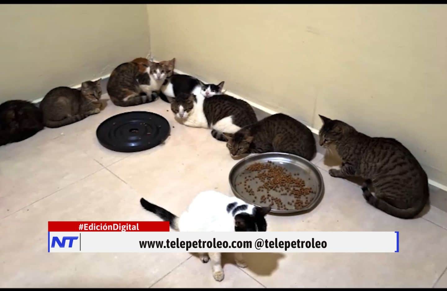 censo canino y felino en Barrancabermeja, bienestar animal en Barrancabermeja, protección de animales callejeros, fundación Rescate de Peluditos, atención veterinaria gratuita, adopción responsable de mascotas, Secretaría de Ambiente y Transición Energética, unidad móvil de bienestar animal, albergues de animales en Barrancabermeja, campañas de desparasitación animal