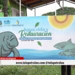 Ruta del Manatí Antillano en Barrancabermeja, ecoturismo en Barrancabermeja, turismo sostenible Magdalena Medio, biodiversidad del Llanito, conservación del manatí antillano, Guardianes del Manatí, especies emblemáticas del Magdalena Medio, ciénagas del Llanito, turismo comunitario Barrancabermeja, ecoturismo internacional en Colombia