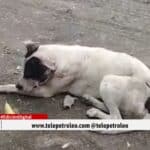 maltrato animal en Barrancabermeja, caso de maltrato animal en Barrancabermeja, crueldad animal en Barrancabermeja, ataque a perro en Barrancabermeja, Ley Ángel maltrato animal, Policía Ambiental Barrancabermeja, Bienestar Animal Barrancabermeja, rescate de perro maltratado, violencia contra animales en Barrancabermeja, denuncia maltrato animal Barrancabermeja