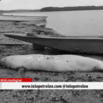 Muerte de manatíes en El Llanito, crisis ambiental en El Llanito, manatí antillano en peligro de extinción, contaminación en la ciénaga El Llanito, deterioro ambiental en Barrancabermeja, guardianes del manatí El Llanito, impacto de hidrocarburos en la ciénaga, restauración ecológica Magdalena Medio, vertimientos industriales en humedales, protección del manatí en Colombia