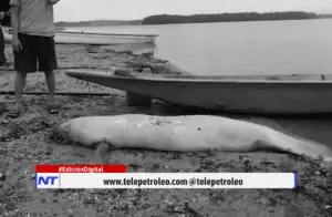 Muerte de manatíes en El Llanito, crisis ambiental en El Llanito, manatí antillano en peligro de extinción, contaminación en la ciénaga El Llanito, deterioro ambiental en Barrancabermeja, guardianes del manatí El Llanito, impacto de hidrocarburos en la ciénaga, restauración ecológica Magdalena Medio, vertimientos industriales en humedales, protección del manatí en Colombia