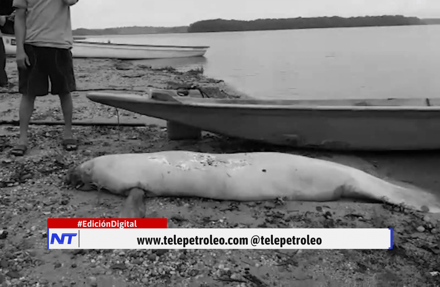 Muerte de manatíes en El Llanito, crisis ambiental en El Llanito, manatí antillano en peligro de extinción, contaminación en la ciénaga El Llanito, deterioro ambiental en Barrancabermeja, guardianes del manatí El Llanito, impacto de hidrocarburos en la ciénaga, restauración ecológica Magdalena Medio, vertimientos industriales en humedales, protección del manatí en Colombia