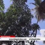 familia en riesgo por palmera en Barrancabermeja, palmera inclinada en Barrancabermeja, riesgo de caída de árbol en vivienda, barrio Primero de Mayo Barrancabermeja, Caño Las Camelias Barrancabermeja, denuncia ciudadana en comuna 5, emergencia por palmera en Barrancabermeja, gestión del riesgo Barrancabermeja, vivienda en peligro por árbol, comunidad pide intervención de autoridades, problemática ambiental en Barrancabermeja.