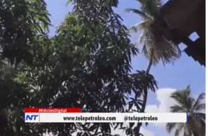 familia en riesgo por palmera en Barrancabermeja, palmera inclinada en Barrancabermeja, riesgo de caída de árbol en vivienda, barrio Primero de Mayo Barrancabermeja, Caño Las Camelias Barrancabermeja, denuncia ciudadana en comuna 5, emergencia por palmera en Barrancabermeja, gestión del riesgo Barrancabermeja, vivienda en peligro por árbol, comunidad pide intervención de autoridades, problemática ambiental en Barrancabermeja.