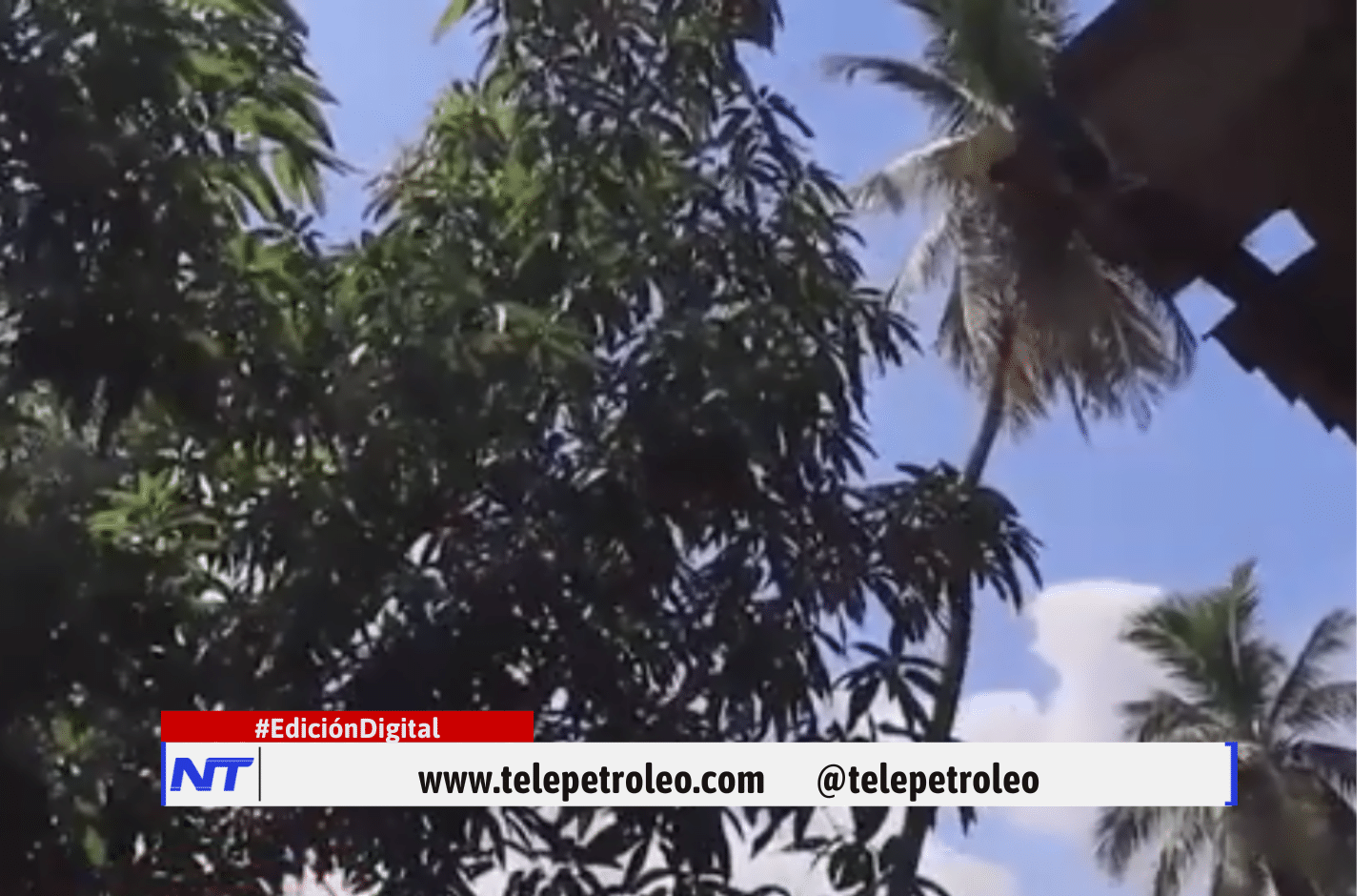 familia en riesgo por palmera en Barrancabermeja, palmera inclinada en Barrancabermeja, riesgo de caída de árbol en vivienda, barrio Primero de Mayo Barrancabermeja, Caño Las Camelias Barrancabermeja, denuncia ciudadana en comuna 5, emergencia por palmera en Barrancabermeja, gestión del riesgo Barrancabermeja, vivienda en peligro por árbol, comunidad pide intervención de autoridades, problemática ambiental en Barrancabermeja.