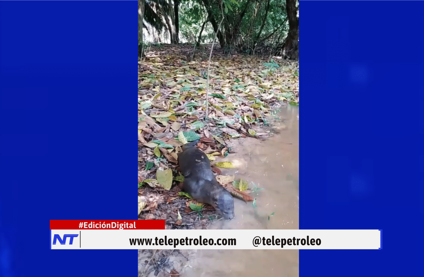 Alarma ambiental 1 nutria muerta en Caño San Silvestre aumenta la incertidumbre