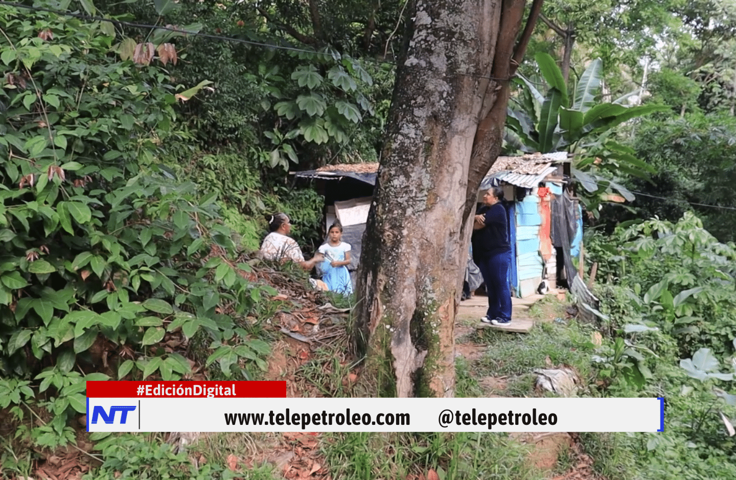 Árbol en riesgo en Barrancabermeja 5 alarmantes razones que preocupan a una familia de Tierraentro