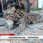 Ocelote atropellado en Barrancabermeja 5 claves sobre el lamentable caso en la vía a Puente Sogamoso