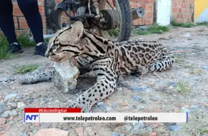 Ocelote atropellado en Barrancabermeja 5 claves sobre el lamentable caso en la vía a Puente Sogamoso