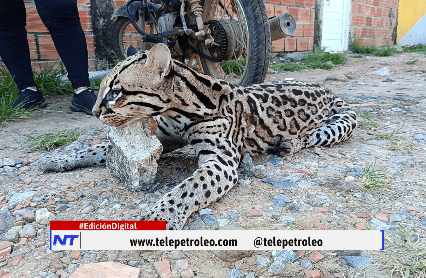 Ocelote atropellado en Barrancabermeja 5 claves sobre el lamentable caso en la vía a Puente Sogamoso