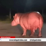 ¡Alerta! Hipopótamo en Barrancabermeja sorprende a una familia y aumenta la preocupación en zona urbana