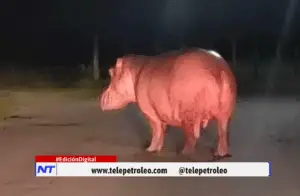 ¡Alerta! Hipopótamo en Barrancabermeja sorprende a una familia y aumenta la preocupación en zona urbana